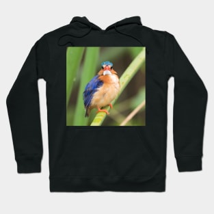 Malachite Kingfisher Hoodie